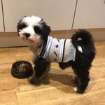 Sonia Bowen - @pandaeyeddoggo - Instagram