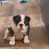 Burton the Bulldog - @soniabryant67 - TikTok