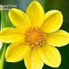 Sonia Burrows - @sonia.burrows - TikTok