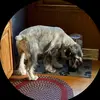carpenter sonia - @carpenter.sonia0 - TikTok