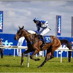 Sonya Casey - @p_s_horses - Instagram