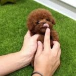 SoniaClinton - @cutepoodle_puppy - Instagram