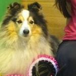 Sonia Constable - @sheltiesonia - Instagram