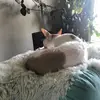 Sonia Cote - @taoukunmom - TikTok