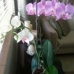 Sonia Cuba - @sonyacuba - Instagram