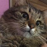 Сонька МЯУ - @sonia_danger_ - Instagram