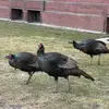 soniadevi_ - @soniadevi_ - TikTok