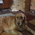 Sonya Downing - @dolphindowningkid - Instagram