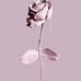 Sonia Ferro - Facebook