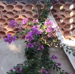 Sonia Franklin - Facebook