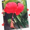@Gulia - @sonia_gulia18 - TikTok