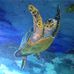 Sonia Harrison - Facebook