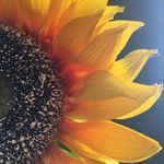 Sonia Howell - @me_sarah_00.7 - Instagram