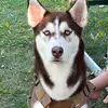 Sonia Huskey - @sonia.huskey - TikTok