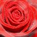 Sonia Lang - Facebook