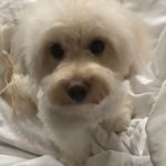 Sonia McFarlane - @sonia_mcfarlane - Instagram