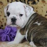 Sonia Montgomery - @calypsozydeco - Instagram