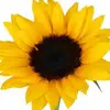 soniapreciado221 - @soniapreciado221 - TikTok