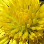 Sonia Puig Camarena - @soniapuigcamarena - Instagram