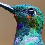 Sonia Rascon - @onehummingbird4me - Instagram