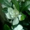Sonia Rascon - @sonia.rascon - TikTok