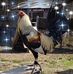 Sonia Redman - Facebook
