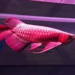 Soni AROWANA - @soni_arowana - Instagram