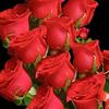 Sonia Rowe - @www.sonia.com61 - TikTok