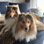 Sonia rowe - @blissforpaws - Instagram