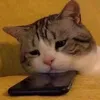 SoniaShaffer - @sharomiacvm - TikTok