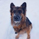 Psionia - @sonia_the_german_shepherd - Instagram