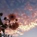 Sonia Silos - Facebook