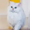 Snow Sonia - @snow.sonia4 - TikTok