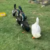Sonia Soares - @luckylady1114 - TikTok
