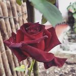 Sonia vanegas parra - @soniavanegas67 - Instagram