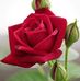 Sonia Vides - Facebook