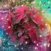 Sonia Willis - Facebook