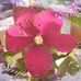 Sonja Arnold - Facebook