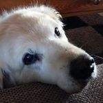Sonja Arnold-Riehl - @arnoldriehl - Instagram