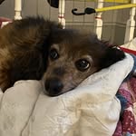 Sonja Atherton - @jojoweeniedog - Instagram