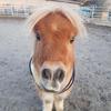 sonjaback08 - @hobbyhorses..._ - TikTok