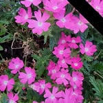 Sonja Baier-Brixner - @somerblume - Instagram