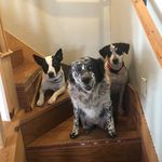 Sonja Littlejohn Barlow - @campwackdoo - Instagram