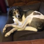 Sonja Barth - @baileys_frauchen - Instagram