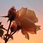 Sonja bates - @sonja_bates47 - Instagram