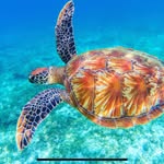 Sonja Gibbs - @sonja.gibbs - Instagram