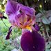 Sonja Bentz - Facebook