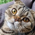 Sonja Carroll - @soniki.ss33 - Instagram