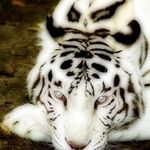 Sonja Clement - @i_love_joesph_ - Instagram