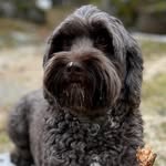🩷 ~Sonja ~🩷 Australsk cobberdog - @sonjacobberdog - Instagram